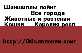 Шиншиллы пойнт ns1133,ny1133. - Все города Животные и растения » Кошки   . Карелия респ.